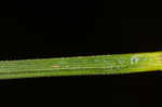 Hairyfruit sedge